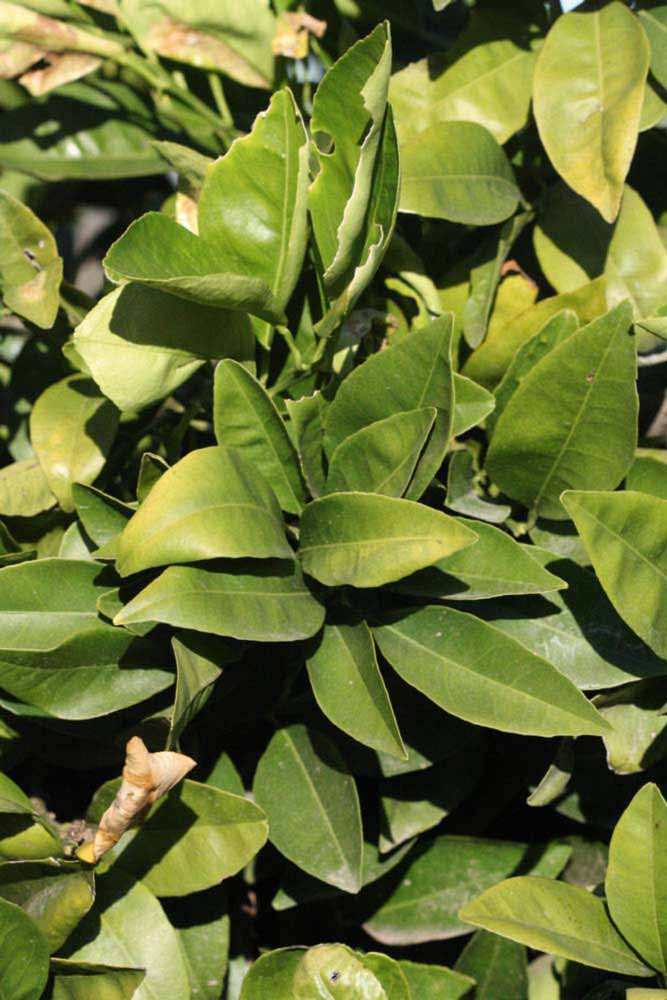            Sun leaves (Riverside, CA)   